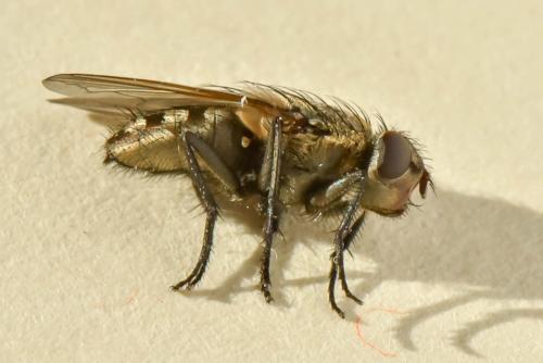 Pollenia sp.