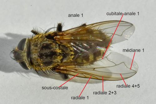 Pollenia sp.