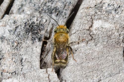 Osmia sp.