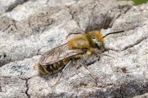 Osmia sp.