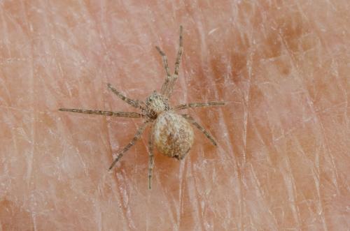 Réf. 202 545 : Philodromus sp.