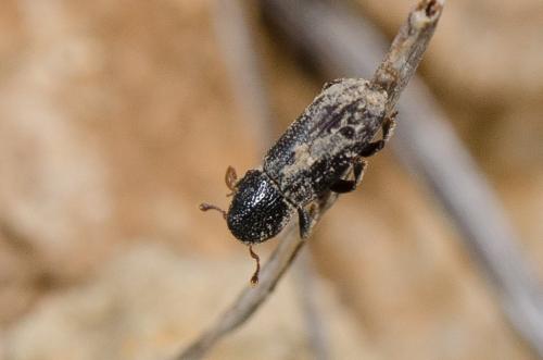 Réf. 202 544 : Hylastes sp.