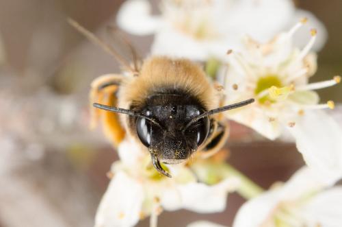 Réf. 202 581 : Eucera caspica
