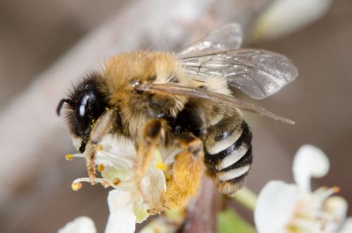 Réf. 202 582 : Eucera caspica
