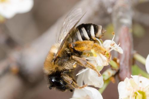 Réf. 202 546 : Eucera caspica