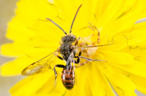 Nomada sp.