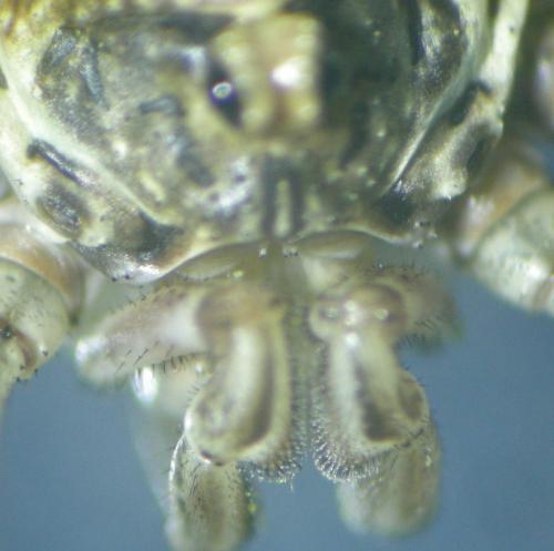 Dasylobus graniferus
