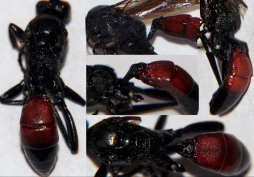 Réf. 202 056 : Ichneumoninae inconnu