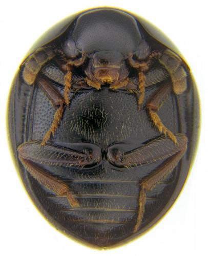Réf. 202 907 : Amphicyllis globiformis
