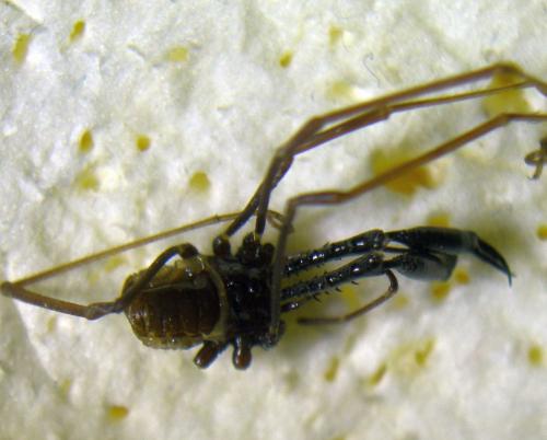 Ischyropsalis dentipalpis