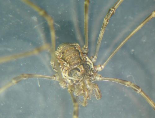Dasylobus graniferus