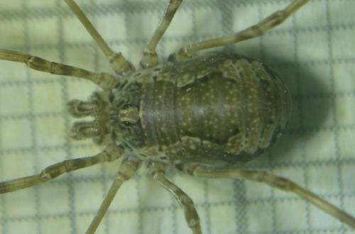 Dasylobus graniferus