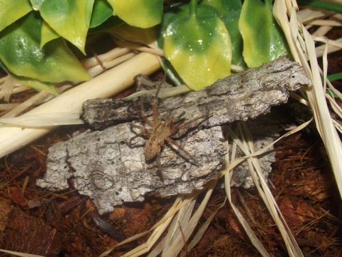 Réf. 202 405 : Zoropsis spinimana