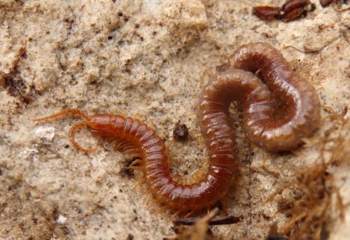 Geophilus easoni