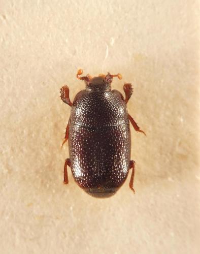 Réf. 202 157 : Stenopleurum rothi
