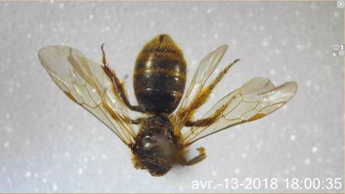 Lasioglossum sp.