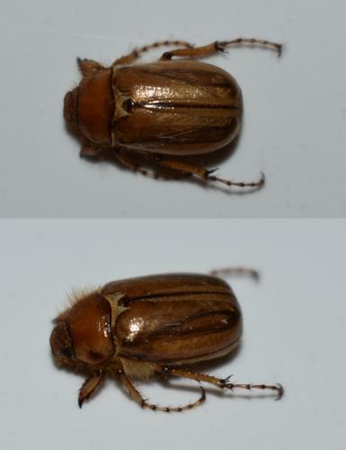 Rhizotrogus marginipes