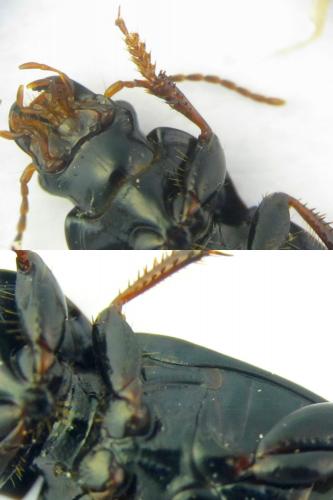 Harpalus sulphuripes