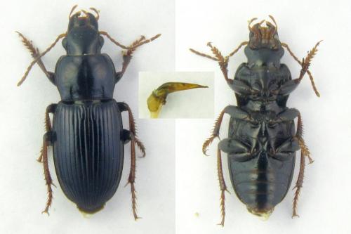 Harpalus sulphuripes