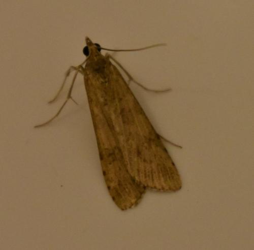 Nomophila noctuella