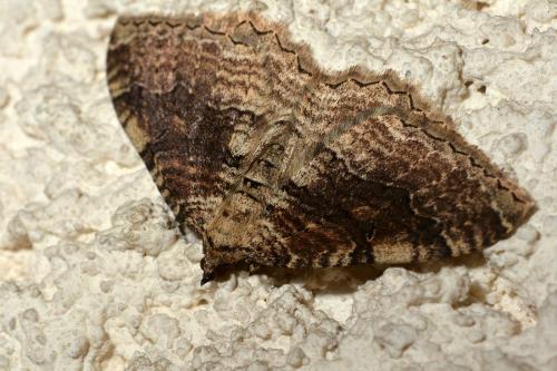 Hydria cervinalis