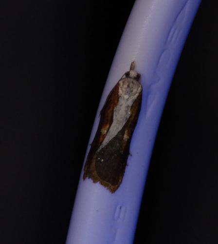 Acleris cristana