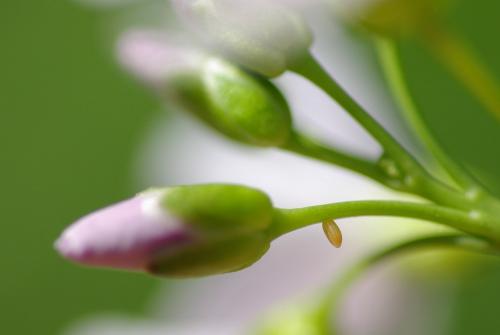Réf. 202 382 : Anthocharis cardamines