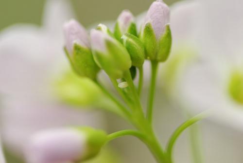 Réf. 202 383 : Anthocharis cardamines