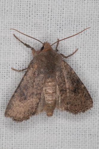 Réf. 202 309 : Conistra staudingeri