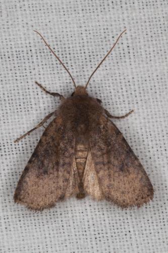 Réf. 202 319 : Conistra staudingeri