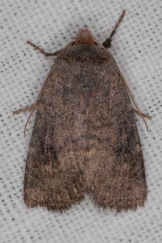 Réf. 202 340 : Conistra staudingeri