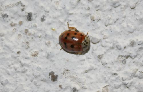 Harmonia quadripunctata