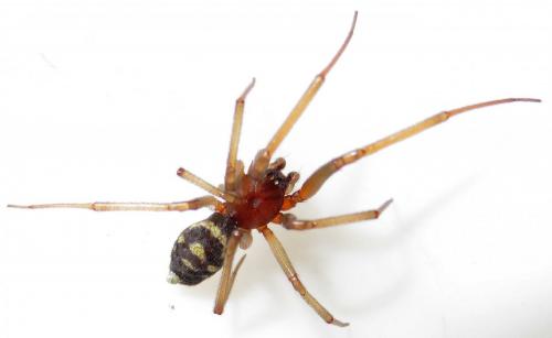 Steatoda grossa