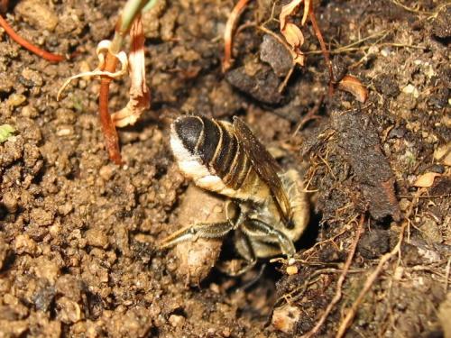 Megachile willughbiella