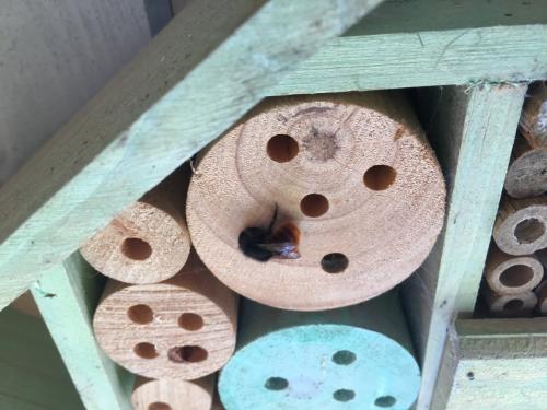 Osmia cornuta