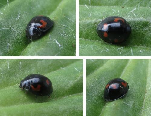Exochomus quadripustulatus