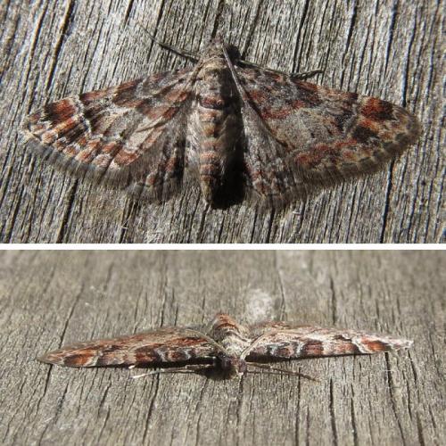 Gymnoscelis rufifasciata