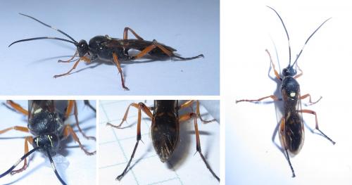 Diphyus quadripunctorius