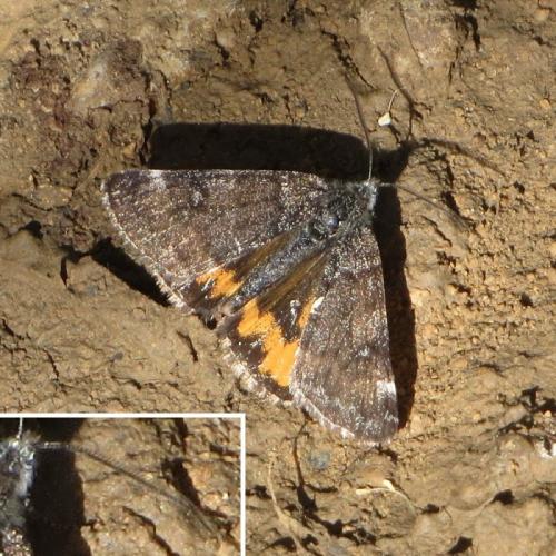 Boudinotiana notha