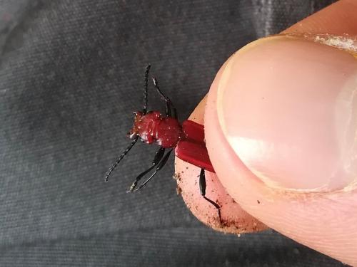 Réf. 202 729 : Cucujus haematodes