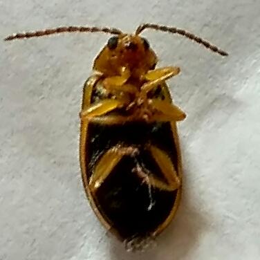 Xanthogaleruca luteola