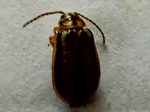 Réf. 202 633 : Xanthogaleruca luteola