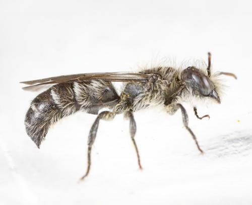 Réf. 202 745 : Chelostoma emarginatum