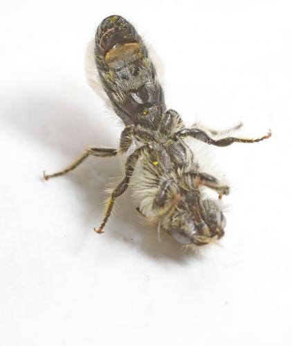 Chelostoma emarginatum