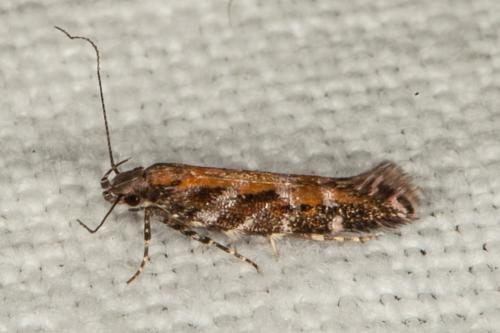 Réf. 202 411 : Aristotelia sp.