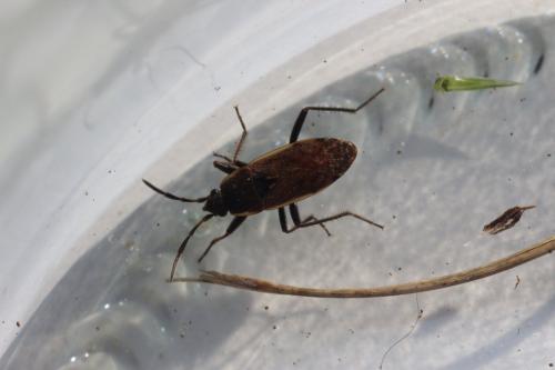 Panaorus adspersus