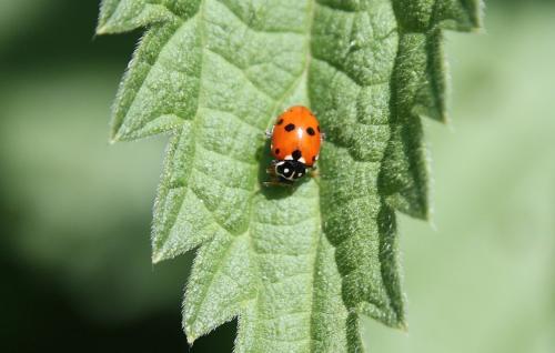 Hippodamia variegata