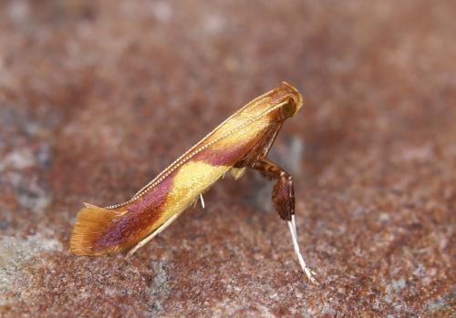 Caloptilia sp.