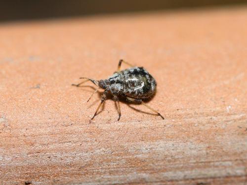 Cinara cupressi