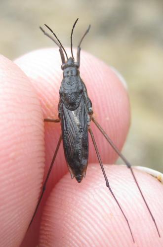 Gerris lacustris